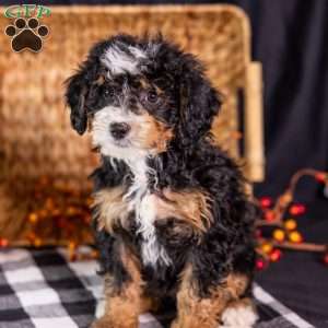 Zoey, Mini Bernedoodle Puppy